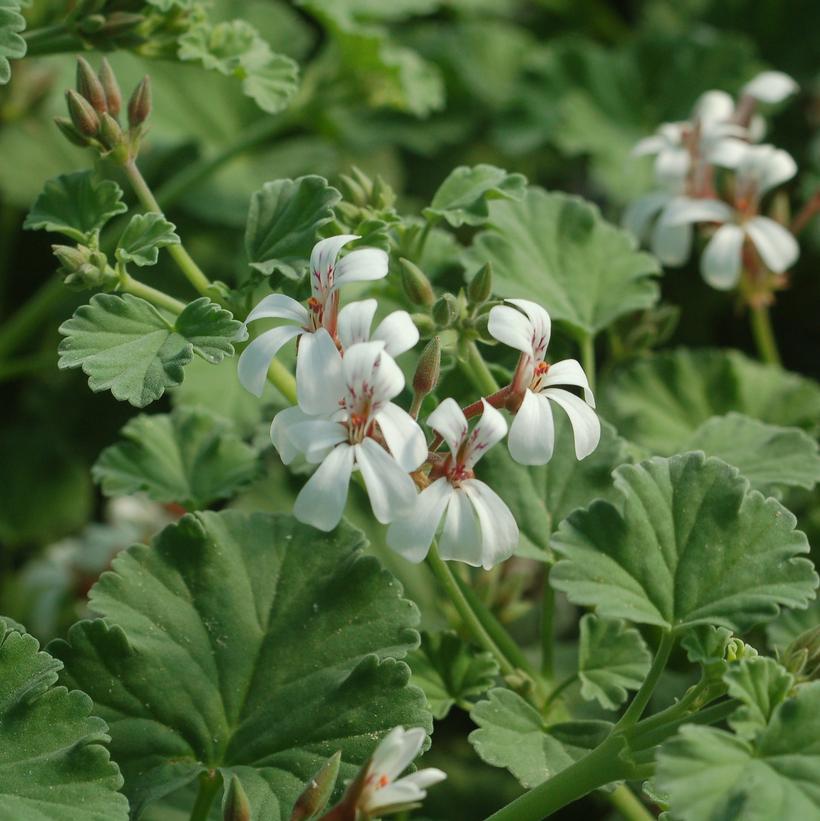 Nutmeg Geranium Van Wilgen's Garden Center