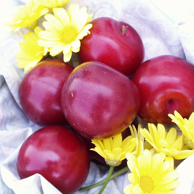 Santa Rosa Plum Van Wilgen's Garden Center