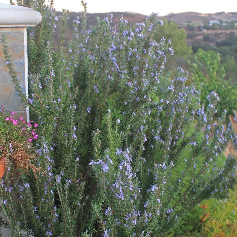 Spice Island Rosemary Van Wilgen's Garden Center