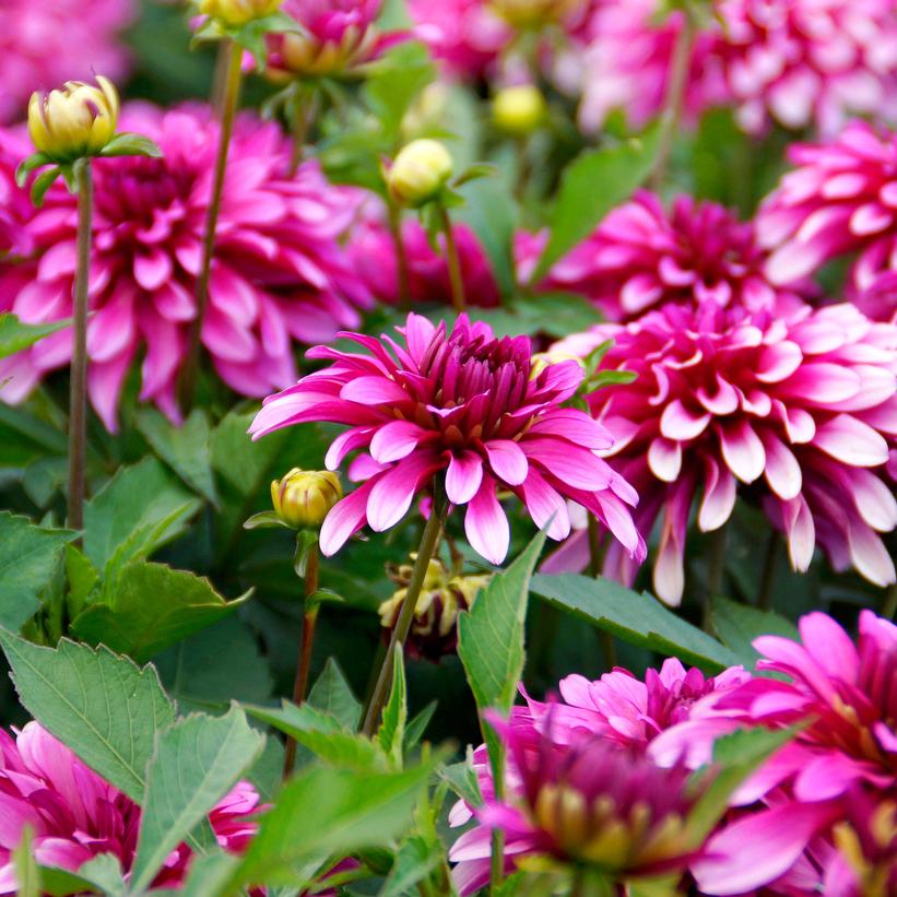 Gallery Art Nouveau Dahlia Van Wilgen's Garden Center