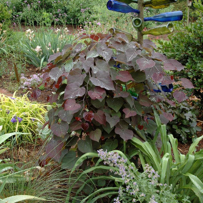 Ruby Falls Eastern Redbud Van Wilgen's Garden Center