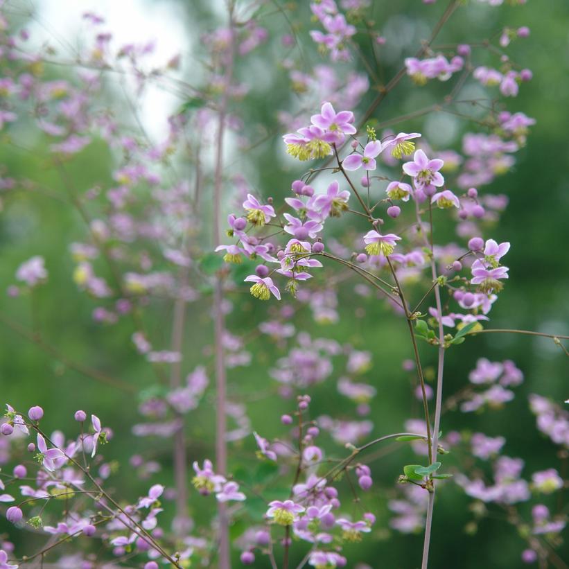 Giant Meadowrue Van Wilgen's Garden Center