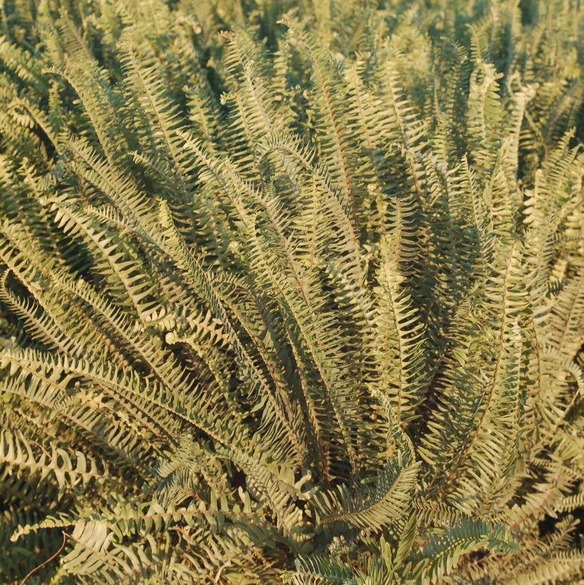 Kimberly Queen Fern Van Wilgen's Garden Center