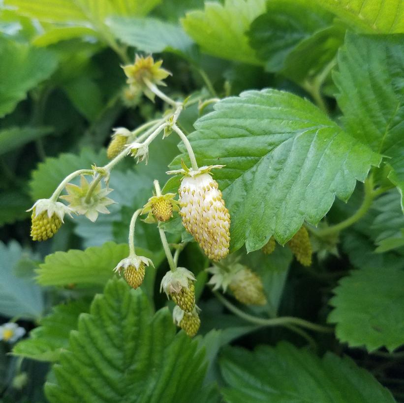 Yellow Wonder Alpine Strawberry Van Wilgen's Garden Center