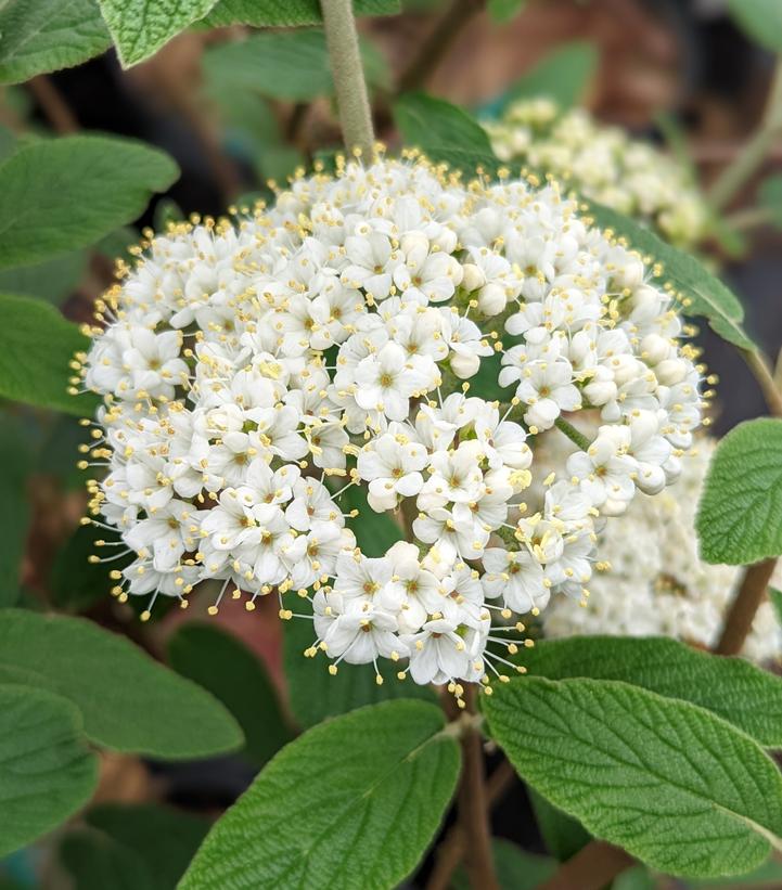 Allegheny Viburnum Van Wilgen's Garden Center