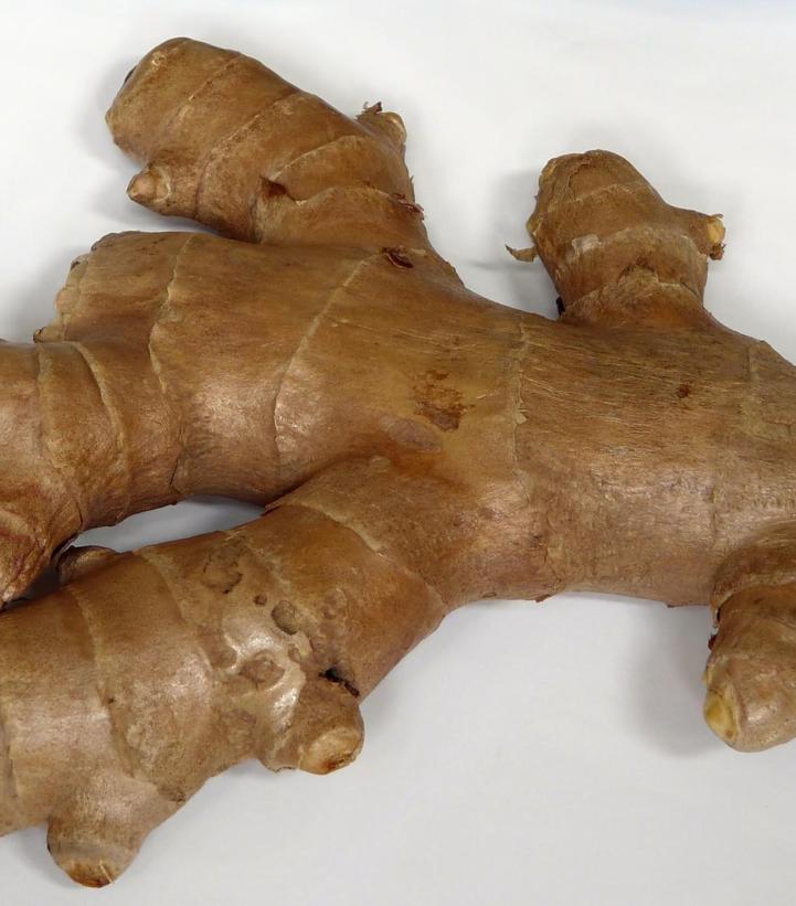 Common Ginger Van Wilgen's Garden Center