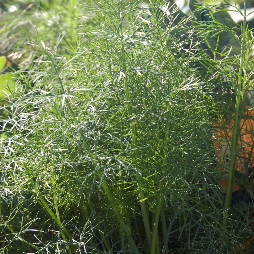 Dwarf Fernleaf Dill Van Wilgen's Garden Center
