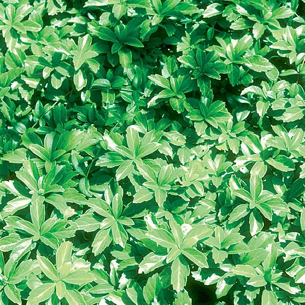 Green Carpet Japanese Spurge Van Wilgen's Garden Center