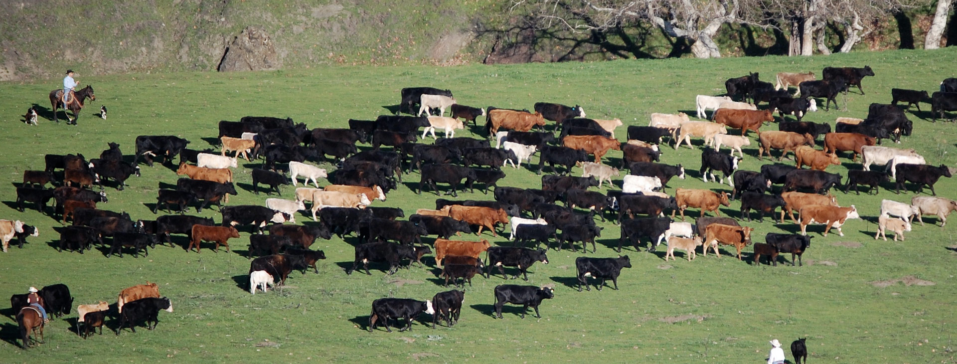 Varian Ranch. A residential community in Arroyo Grande, California