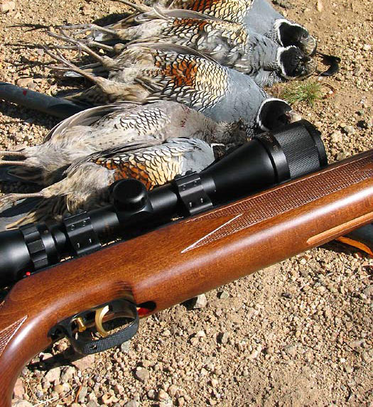 Airguns are Legal to Hunt Small and Upland Game in Idaho Varminter