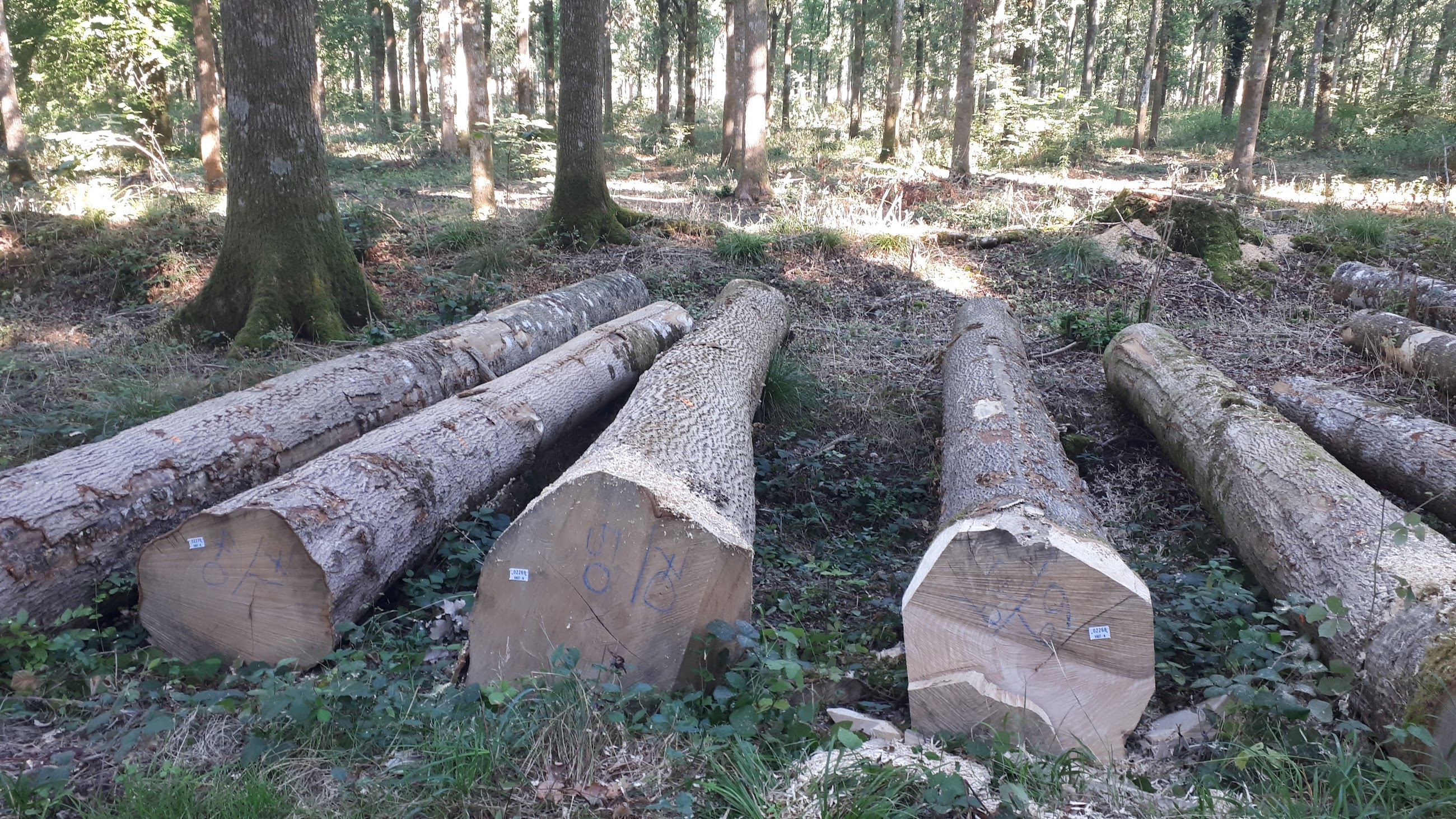 Wood Back Stories Beautiful oak and ash from Longleat Forest Vastern