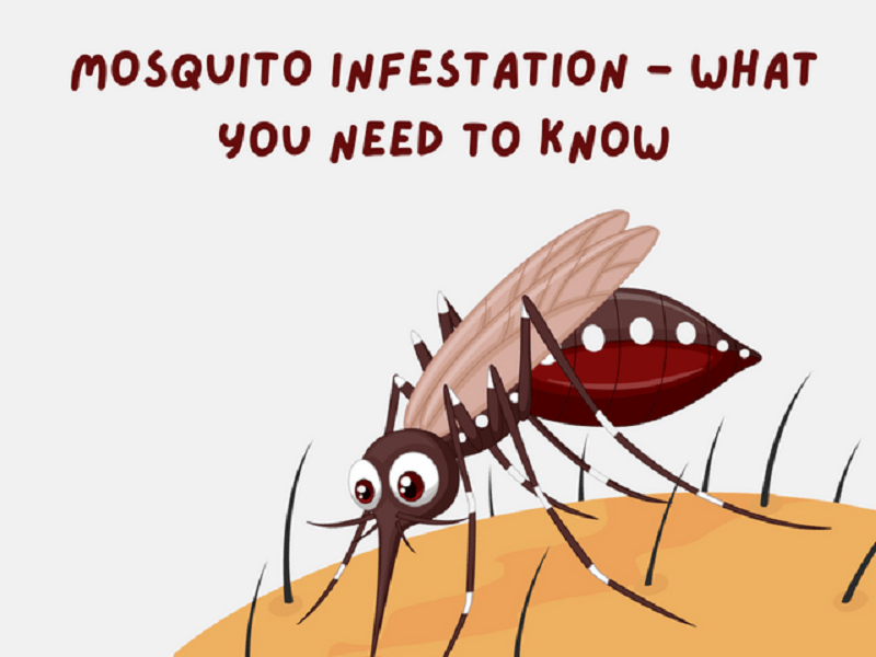 Pest Control For Mosquito Getting Rid Of Mosquito Breeding V Carious