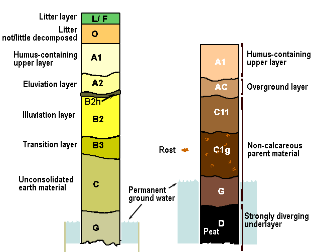 Explain the Different Stages of Soil Formation