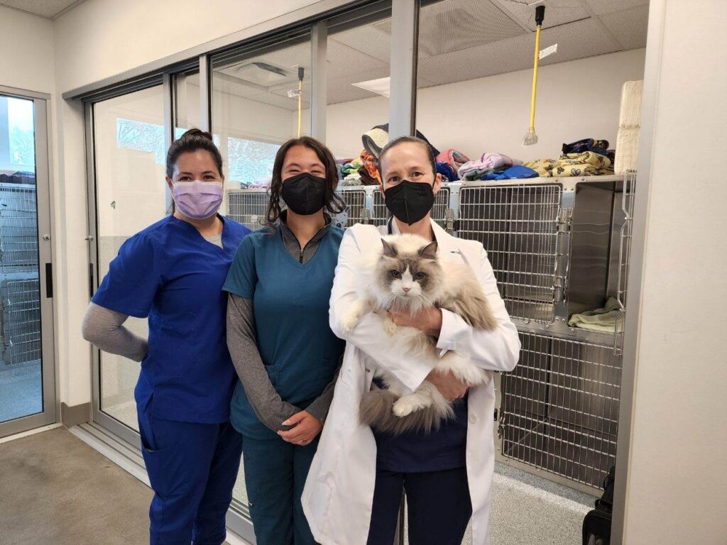 Veterinary Dental Specialties — VDS Seattle