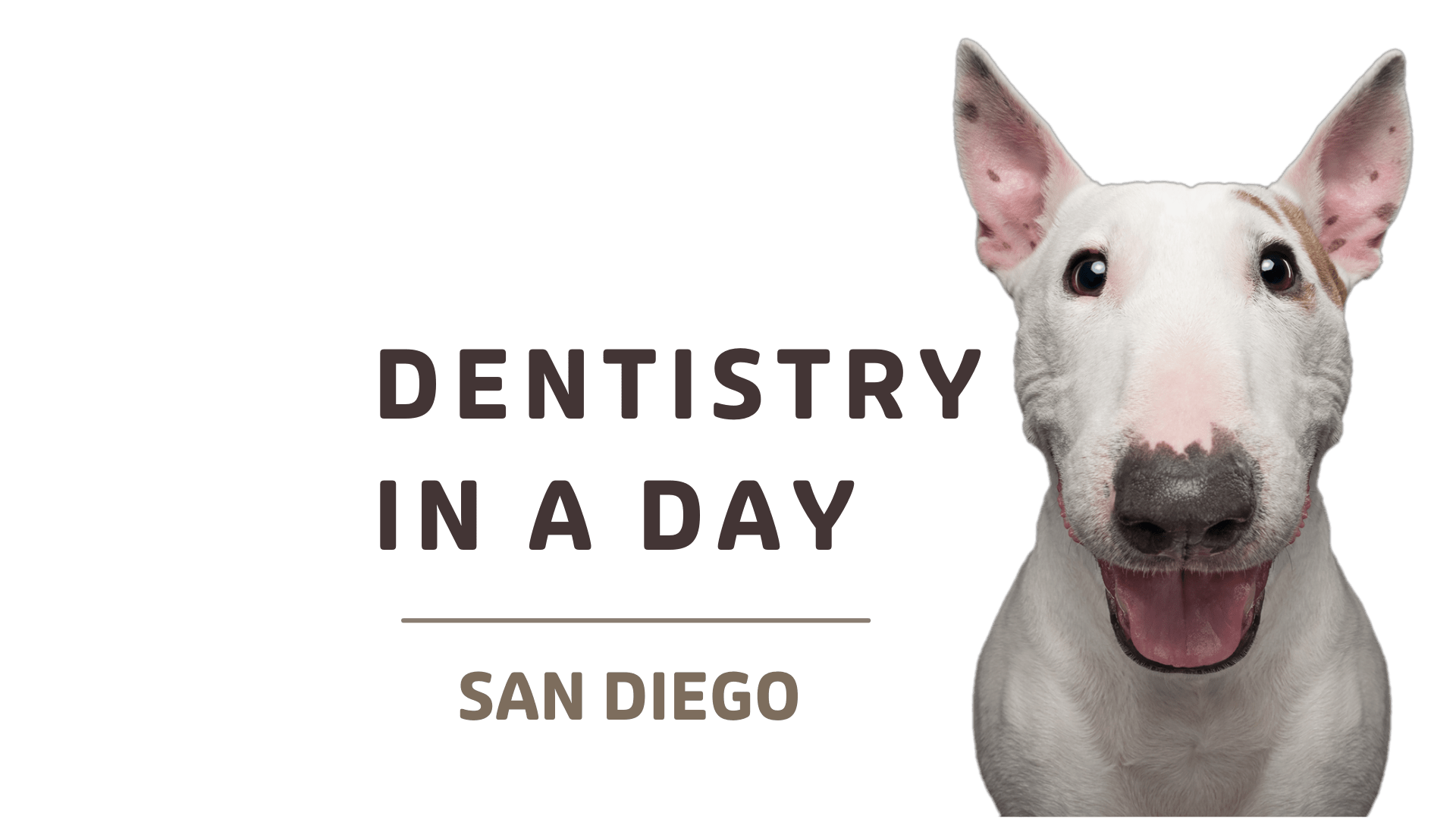 Veterinary Dentistry Specialties — Center of Excellence In Person VDS