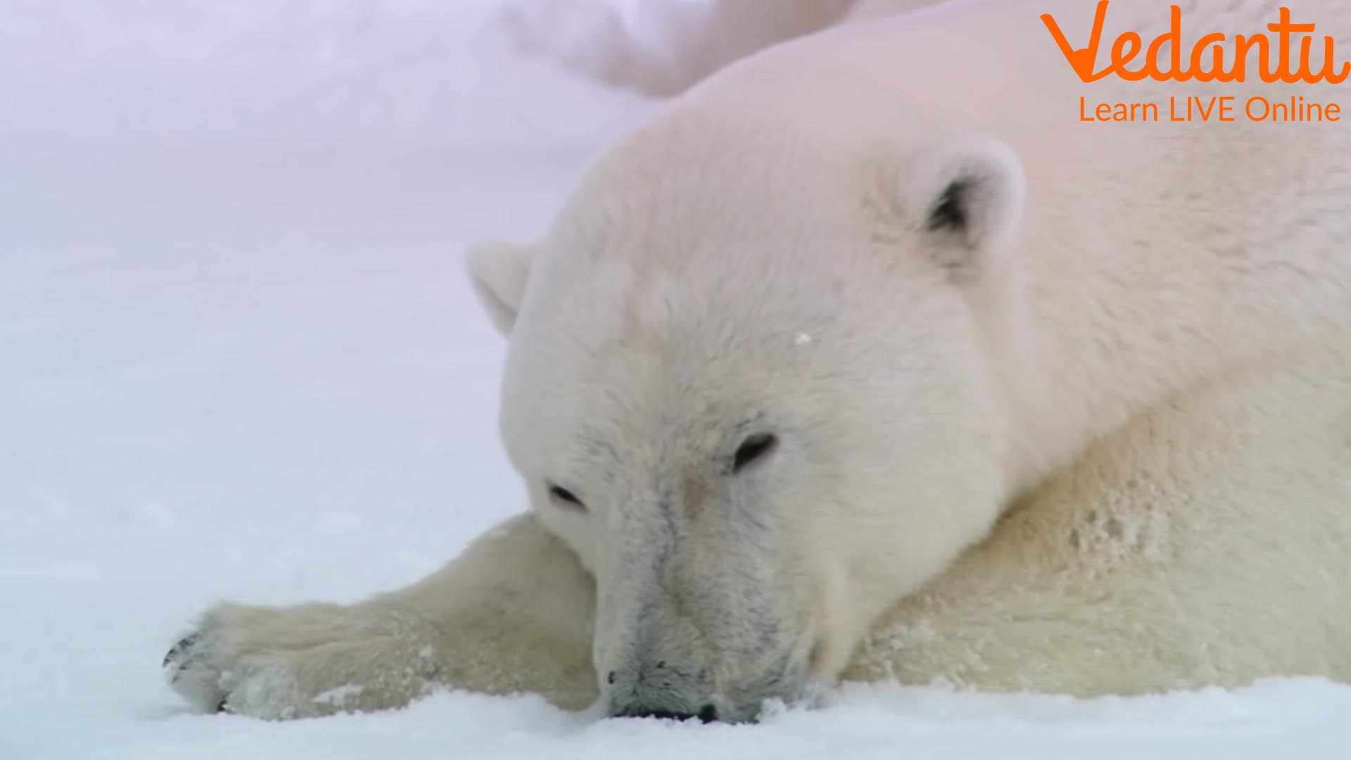 Why Do Some Animals Hibernate in Winter? Know the Important Reasons.