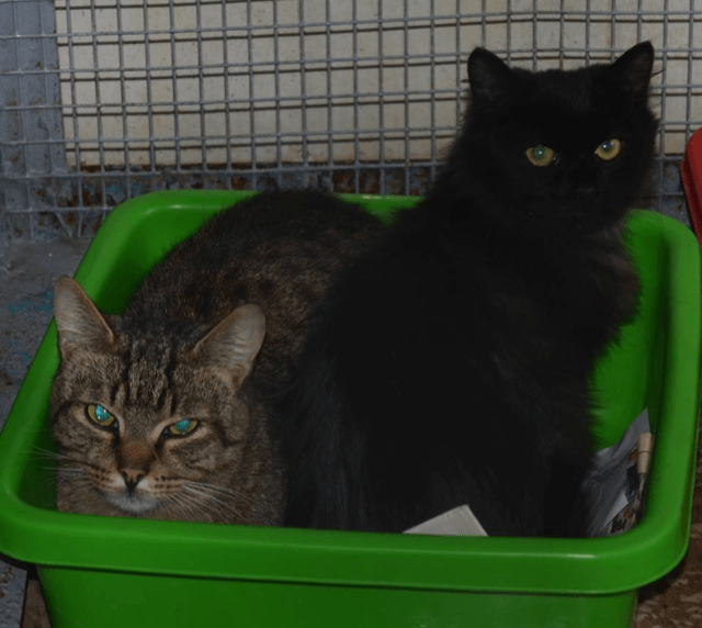 Tiere aus Tötungsstation in Minsk/Weißrussland suchen dringend ein
