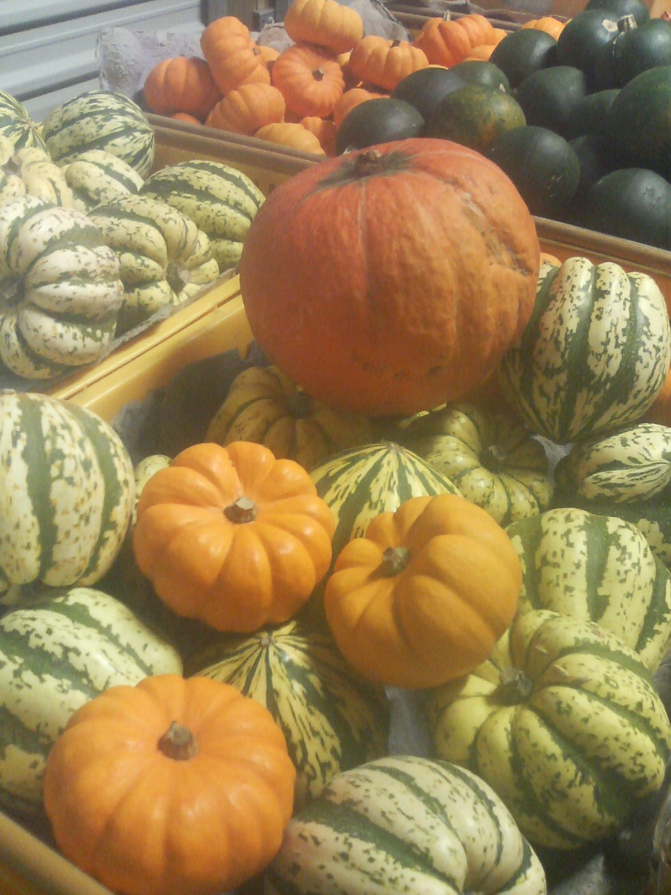 FRESH NEW ZEALAND VEGETABLES