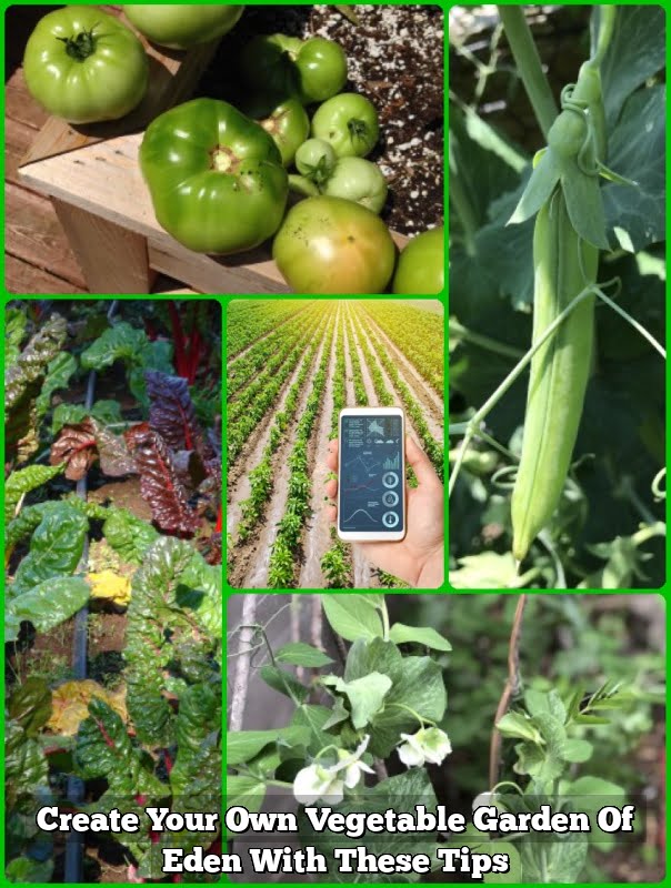 Create Your Own Vegetable Garden Of Eden With These Tips Vegetable