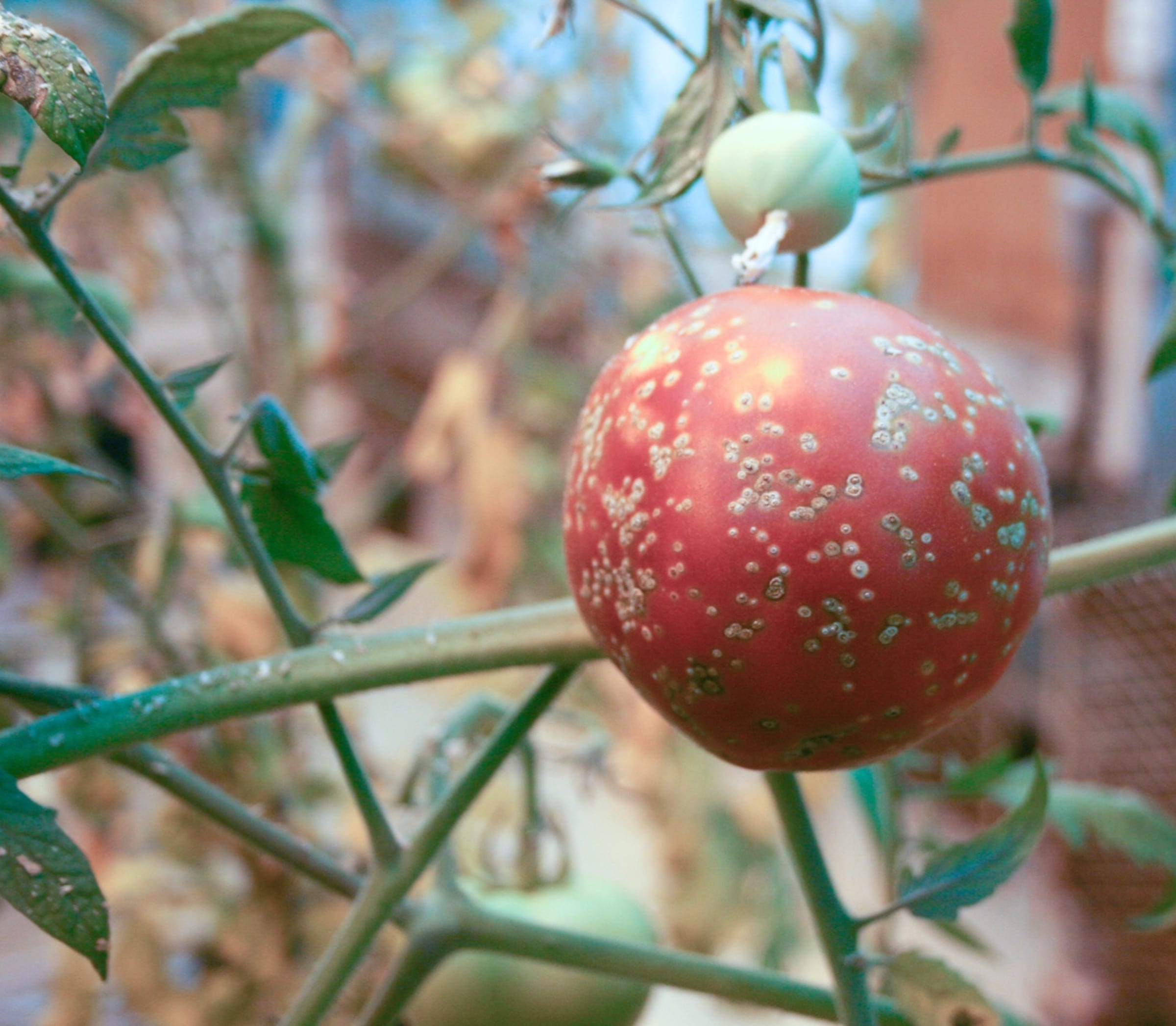 Bacterial Canker Bacterial Canker