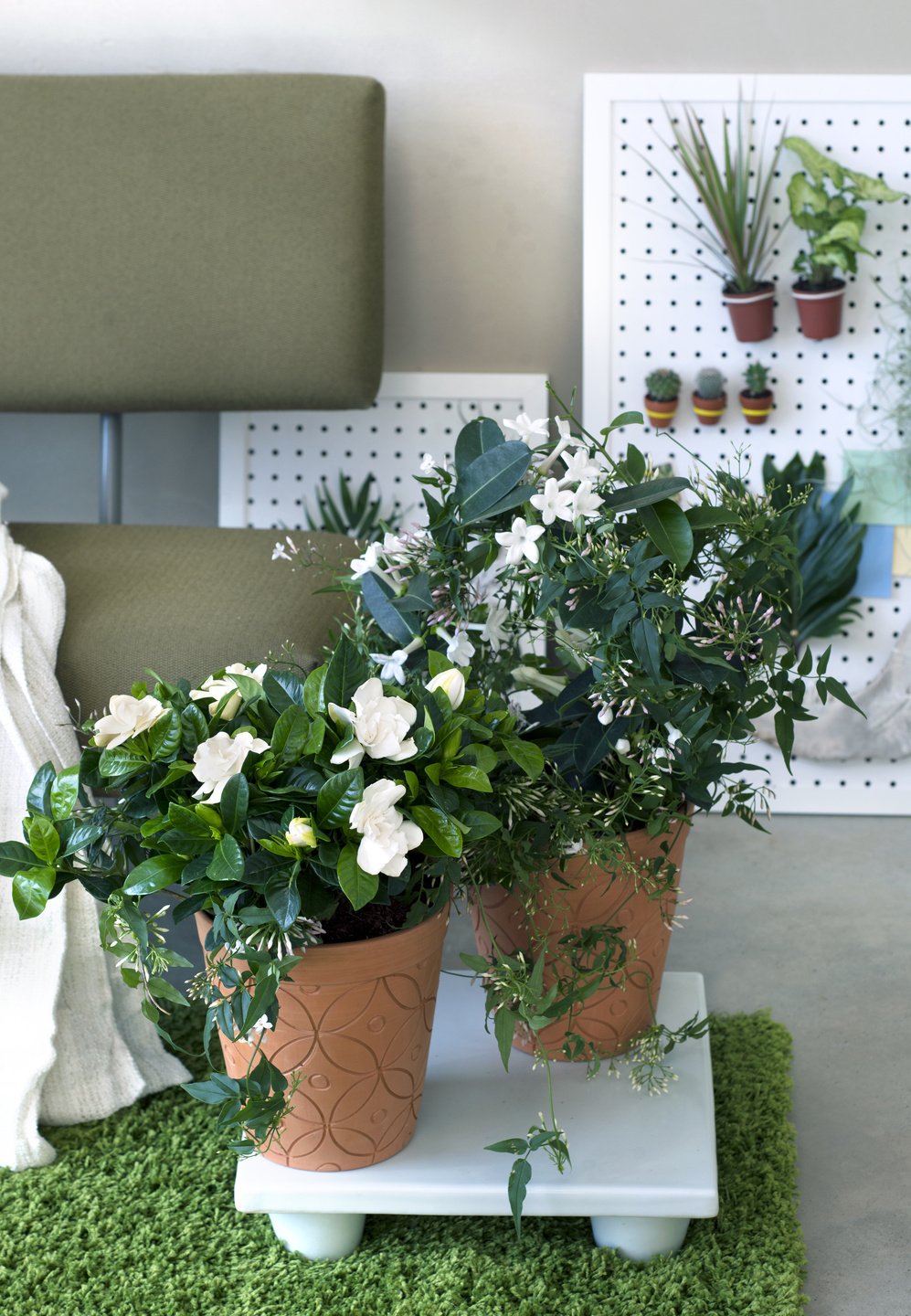 Les plantes à fleurs blanches parfumées... Vegetalis