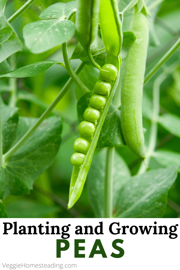 Planting and Growing Peas In Your Garden or Greenhouse