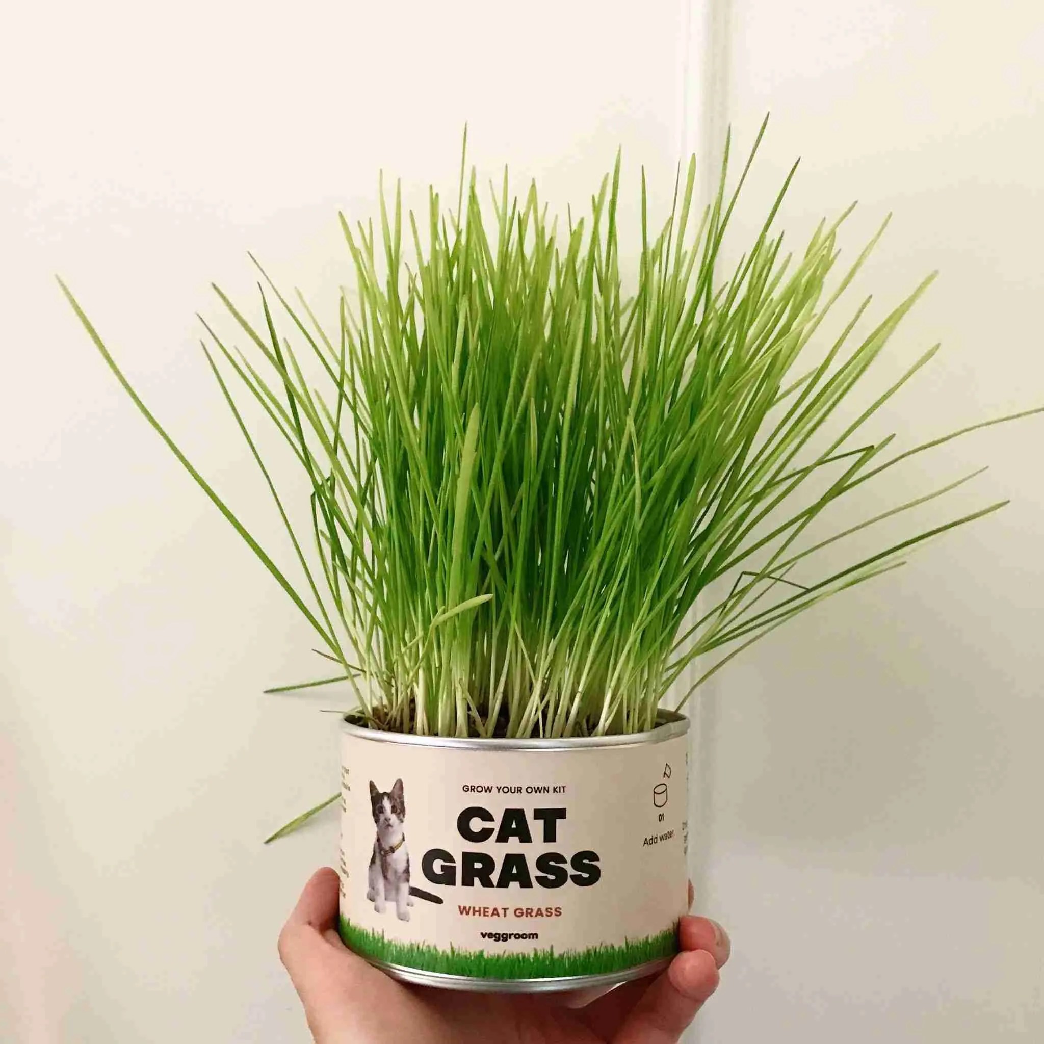 What Is Cat Grass ubicaciondepersonas.cdmx.gob.mx
