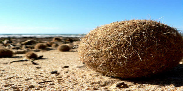 Tessuti vegetali ecco quali sono Vegolosi.it