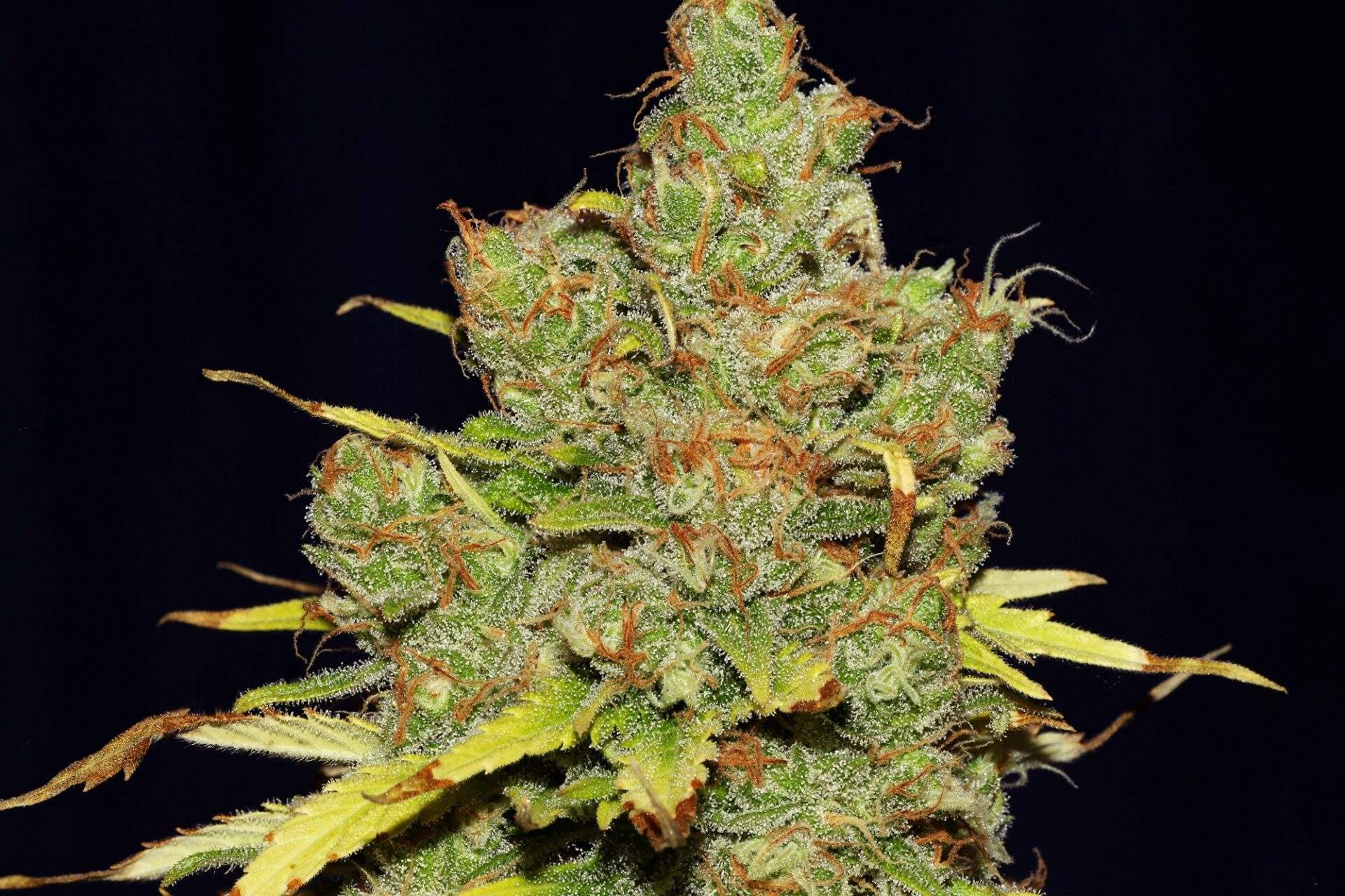 15 Fastest Flowering Strains to Grow from Seeds (Fast Growing Weed)