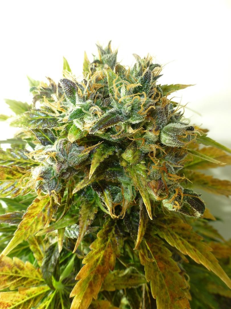 15 Fastest Flowering Strains to Grow from Seeds (Fast Growing Weed)