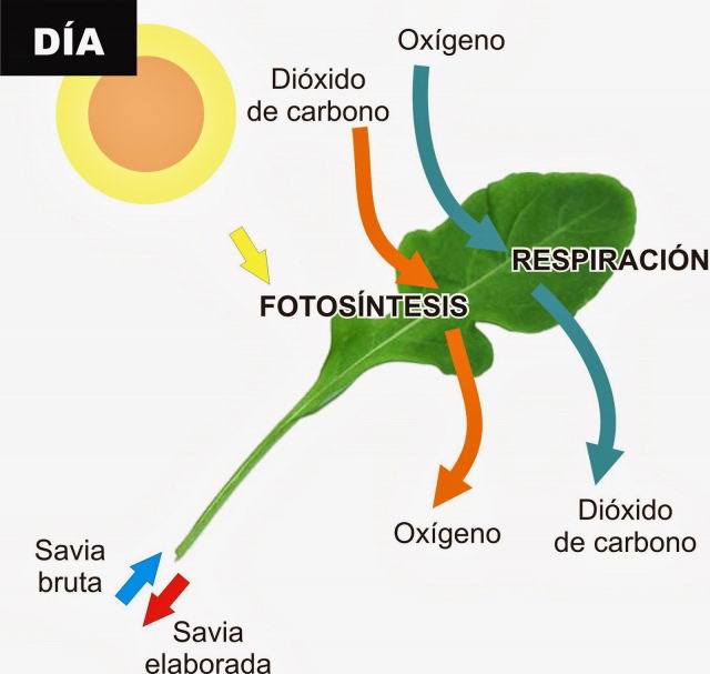 Cadena trófica (cadena alimenticia, o alimentaria) Venelogía