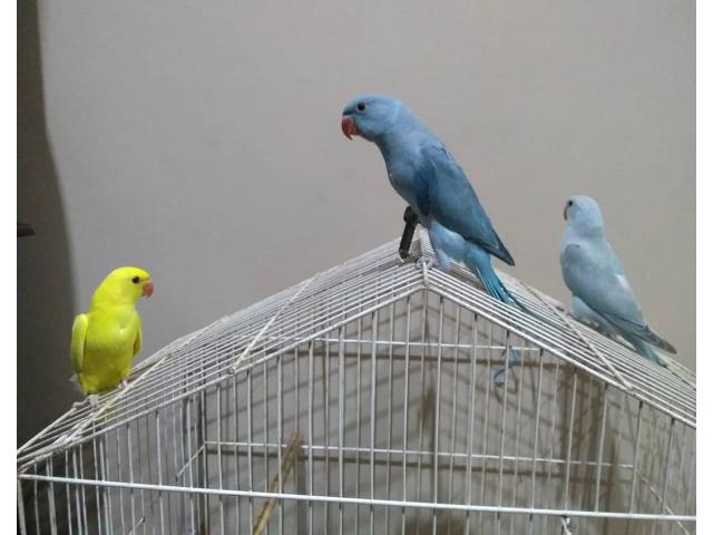 Loros indios ringneck disponibles! Compra venta de casas, carros y más