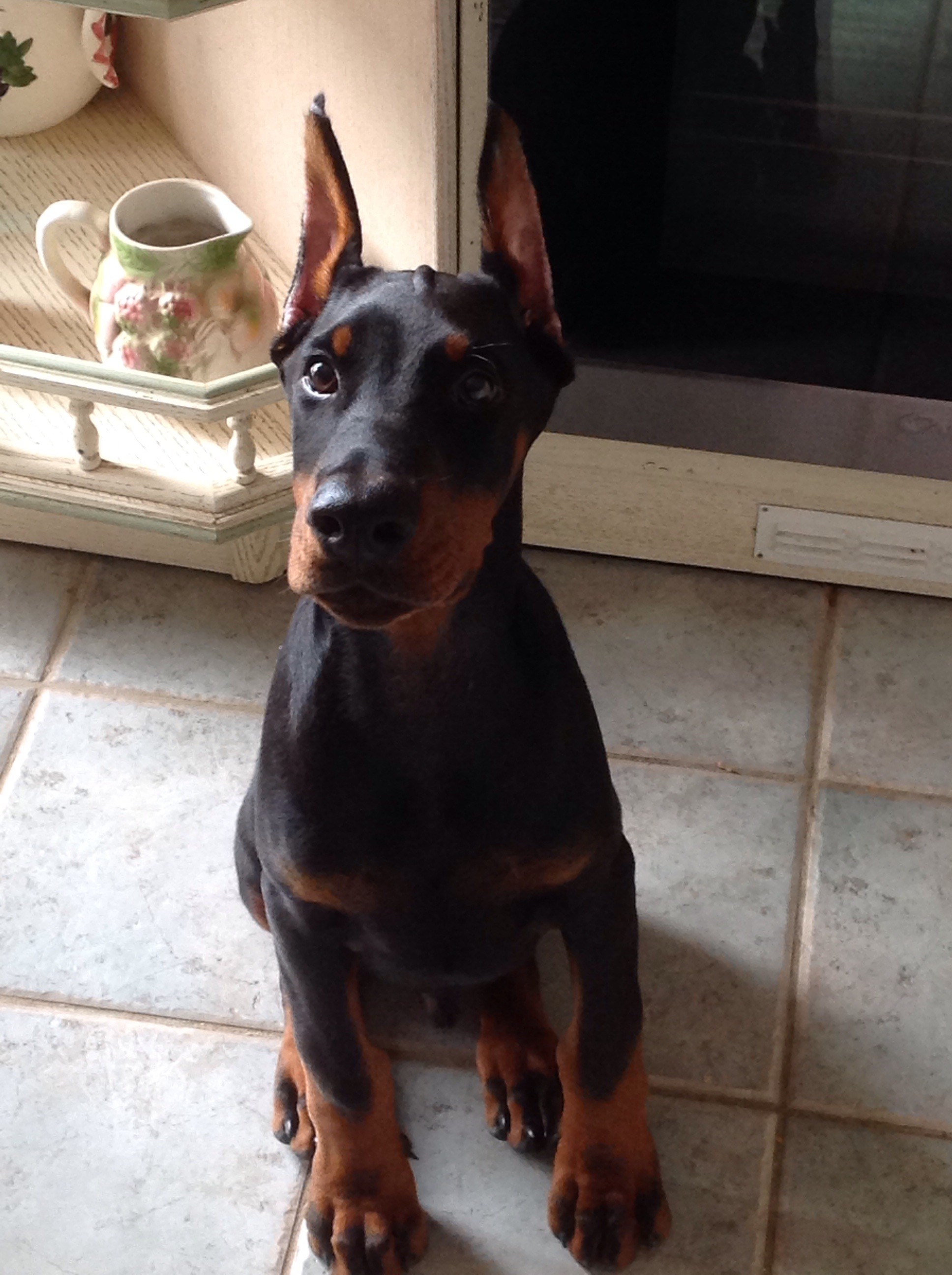 Dobermanns à vendre Vente de dobermanns