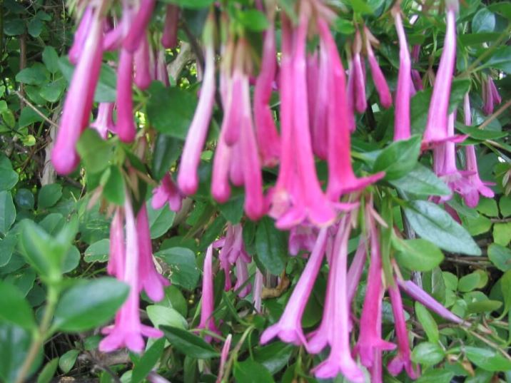 Piante Fiorite Tutto L Anno Weihnachtsdeko Selber Machen