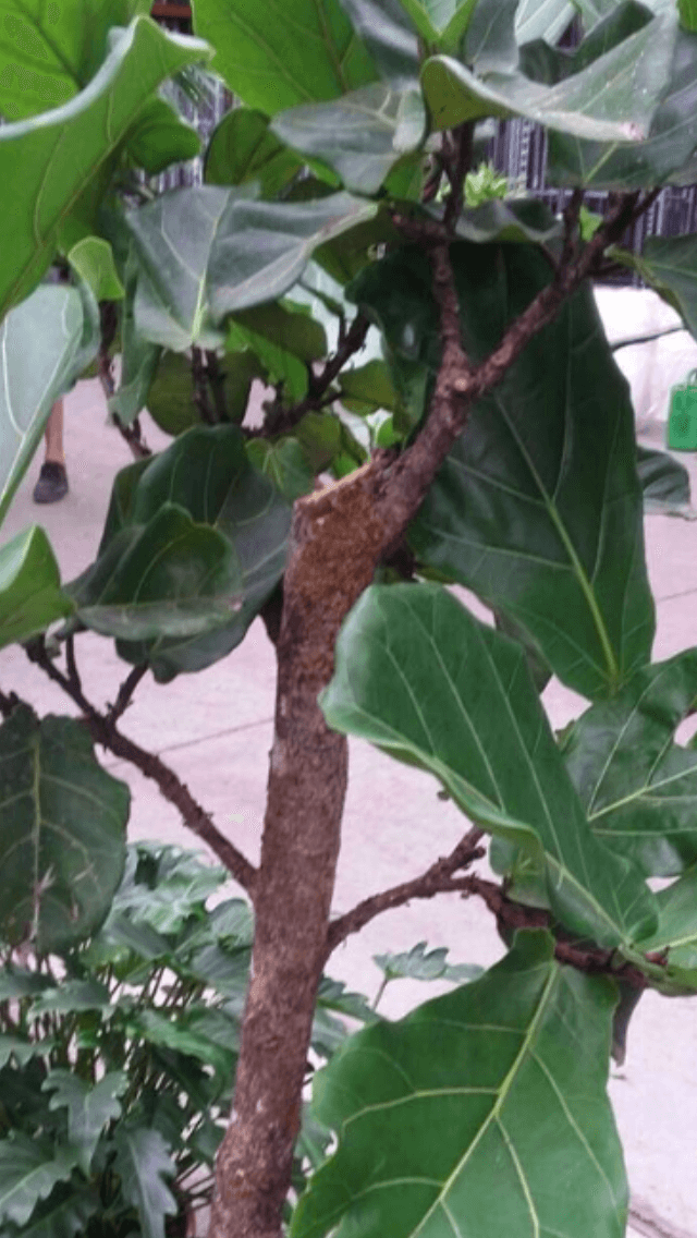 Bonsai Ginseng Perde Foglie Verdi Ficus Ginseng germogli