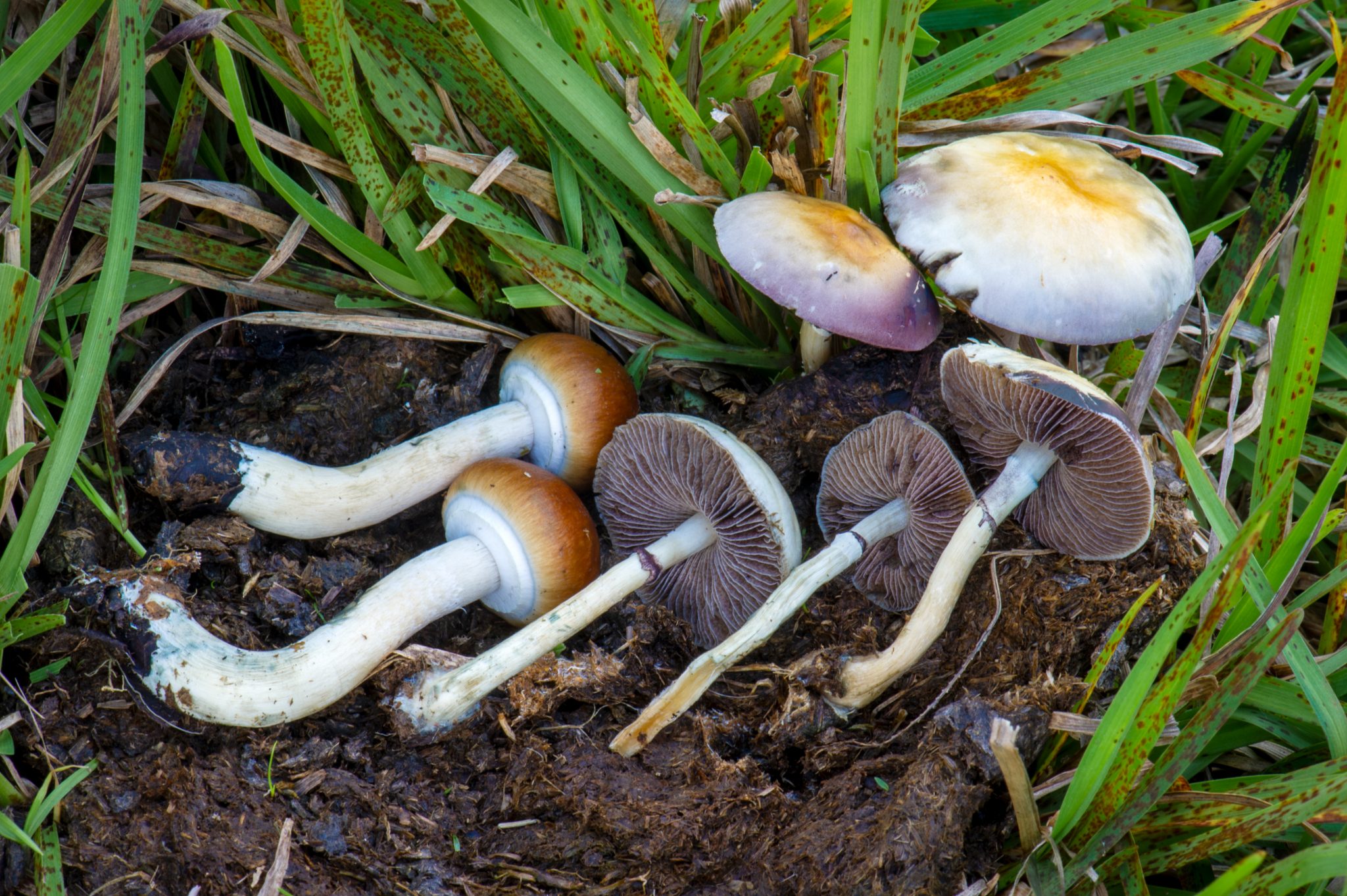 Discover the Many Types of Psilocybin Magic Mushrooms