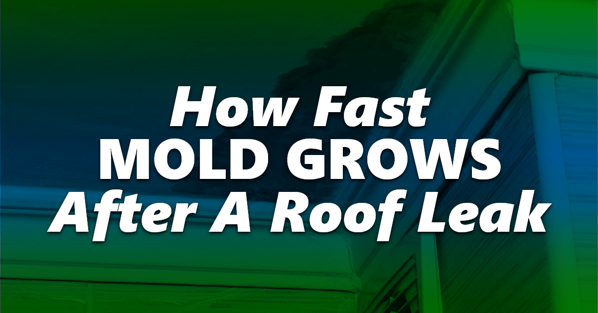 How Fast Mold Grows After A Roof Leak Vertex Metal Roofing