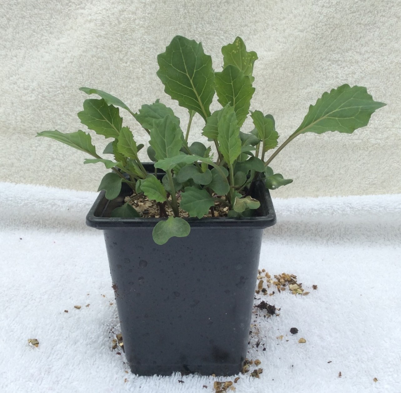 How to Grow Cabbage Vertigrow