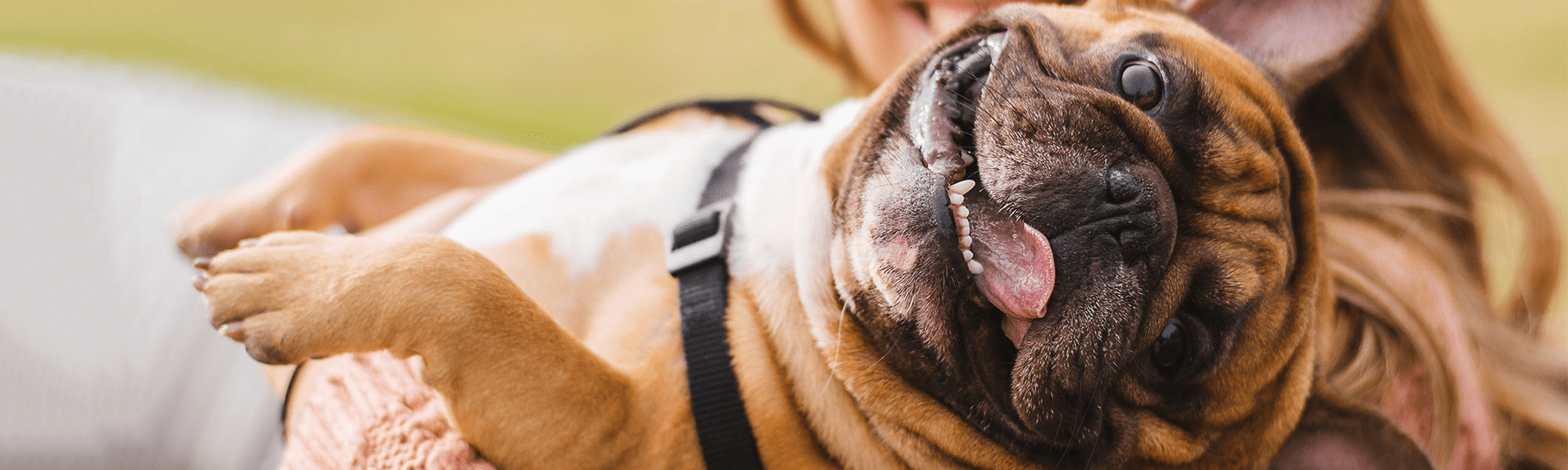 Veterinary Eye Specialists PLLC Thornwood, Westchester, New York