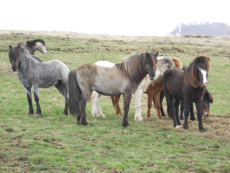 Putting an end to equine summer eczema Cornell University College of Veterinary Medicine