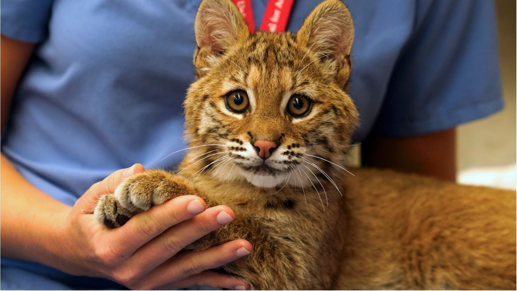 Baby bobcat bounces back after hip surgery at Cornell Cornell