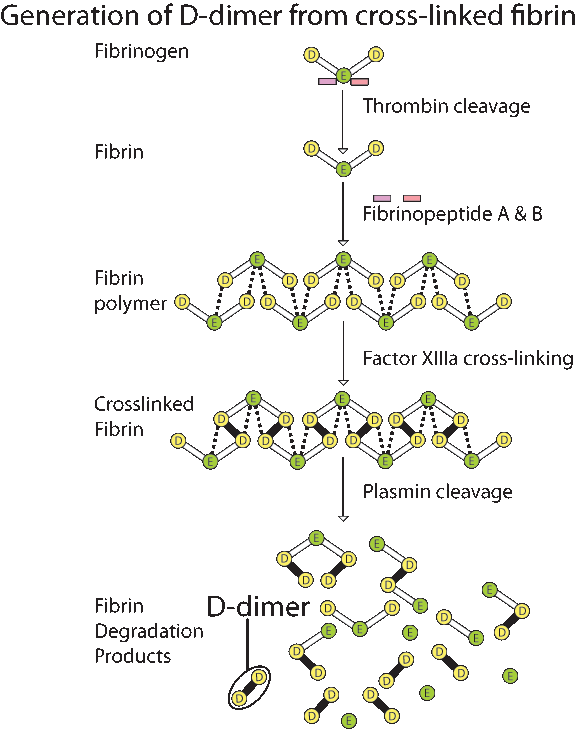 Quantitative DDimer Assay Cornell University College of Veterinary