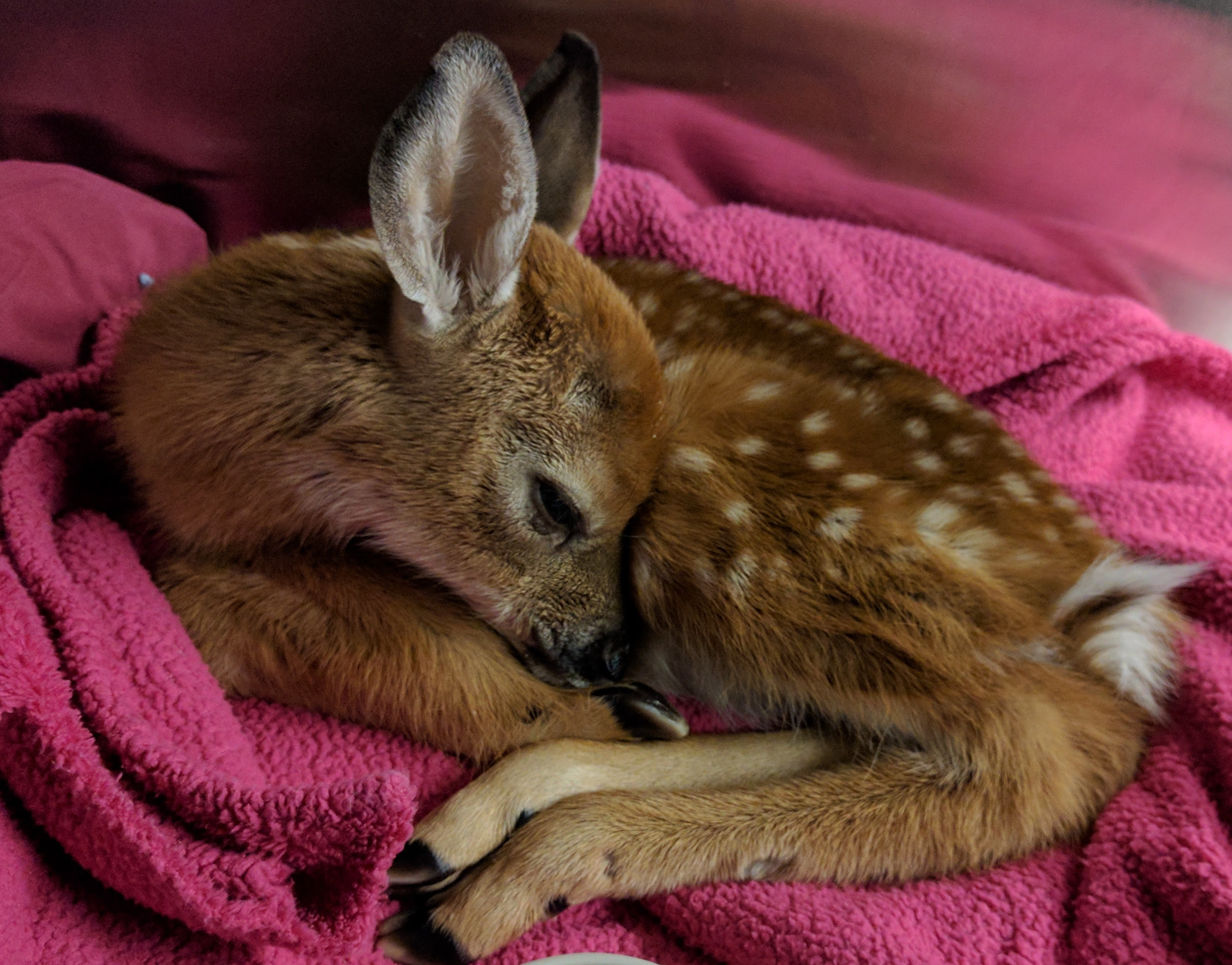 Wildlife baby boom What to do if you find a baby animal Cornell