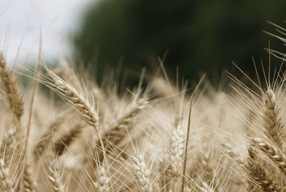 Peligros de las espigas para los perros síntomas y trucos