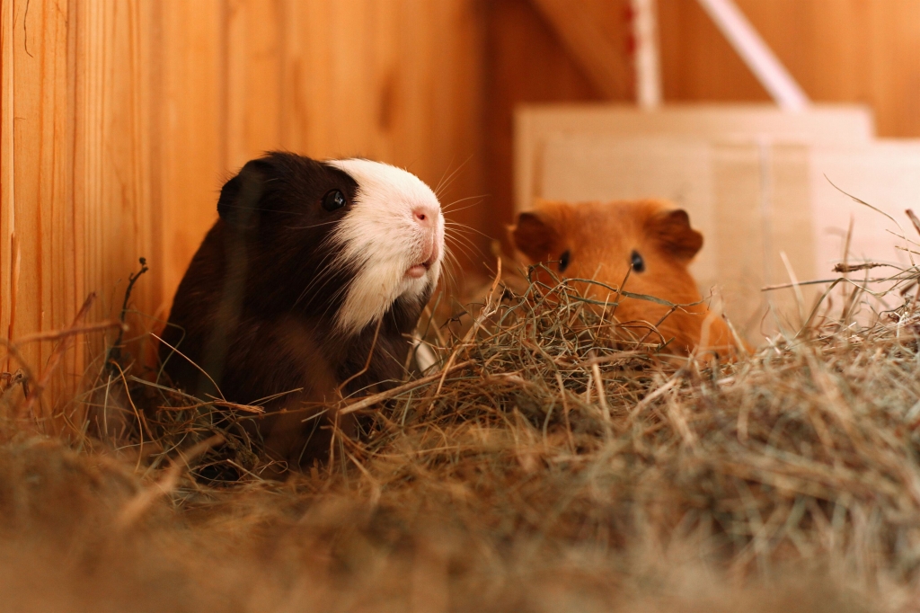 Burgess Pet Care Launches Great British Guinea Pig Census / Veterinary