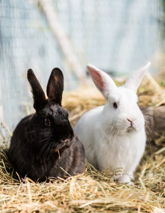 Rabbit Awareness Week returns with focus on Healthy Diet, Happy Bunnies