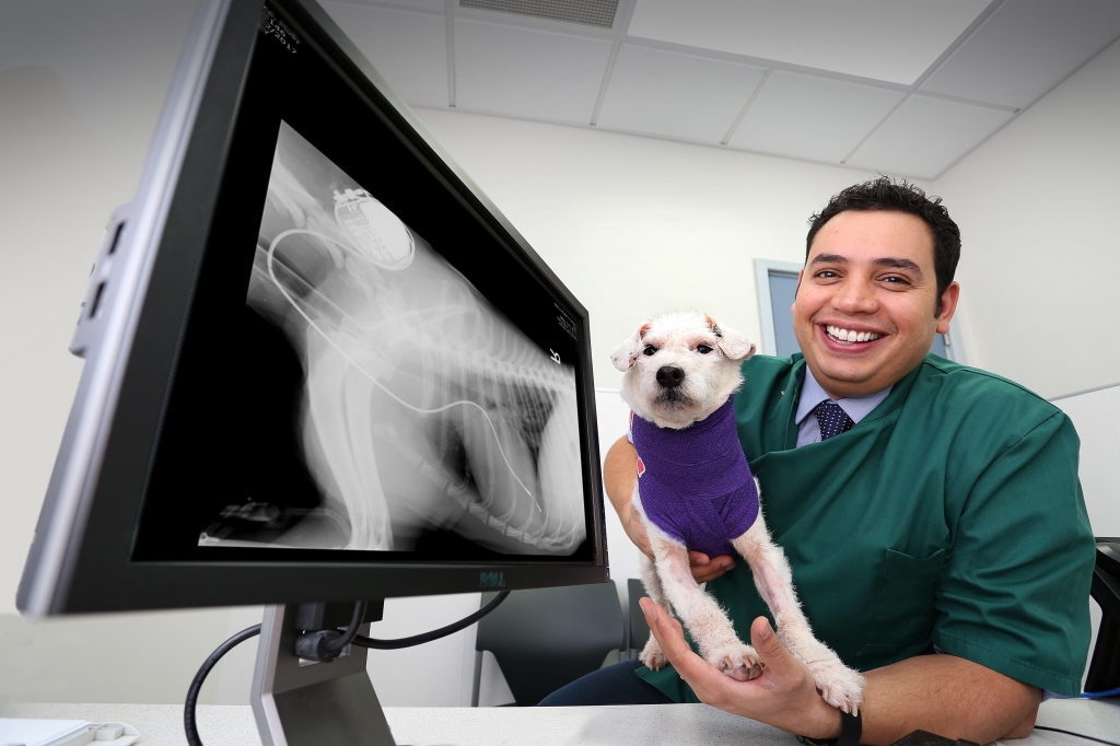 Willows and London Vet Specialists in exclusive cardiology linkup