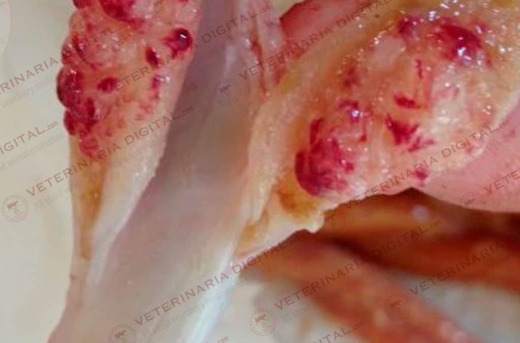 Se presentan 5 pacientes con mucormicosis con diferentes formas clínicas de presentación. Mucormicosis en válvulas ileocecales - Veterinaria Digital ...