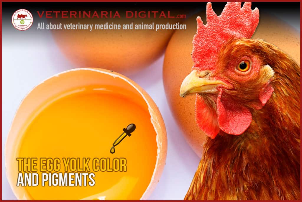 The egg yolk color and pigments. The importance of colors