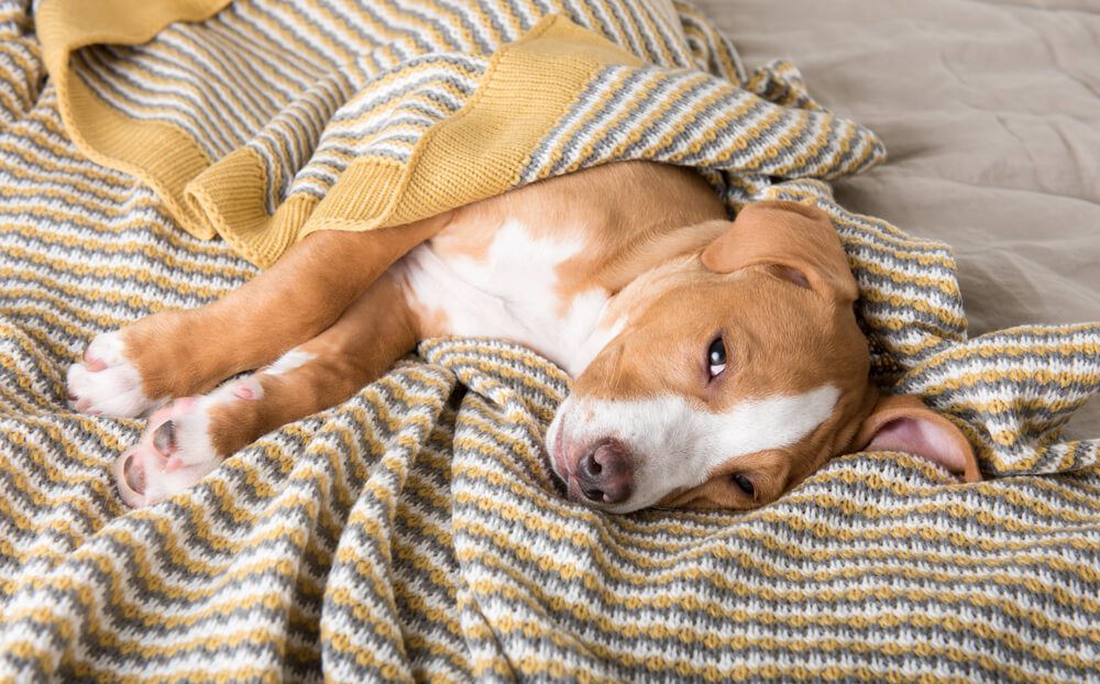 Urinary Tract Infections (UTIs) In Dogs VetMed, 48 OFF